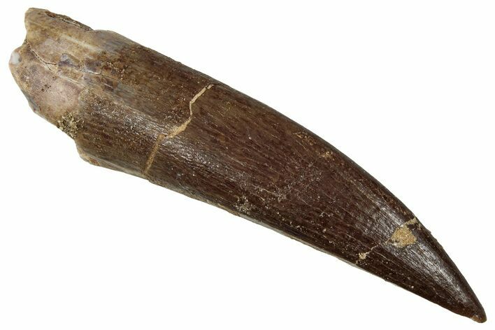 Large, Fossil Plesiosaur (Zarafasaura) Tooth - Morocco #354715